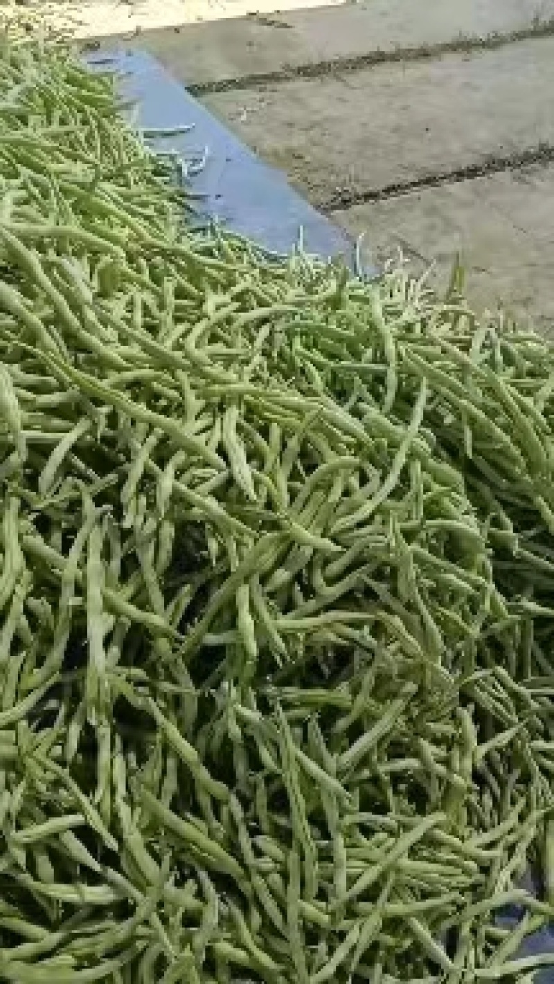 汉中精品白不老四季豆，产地直发，一条龙服务