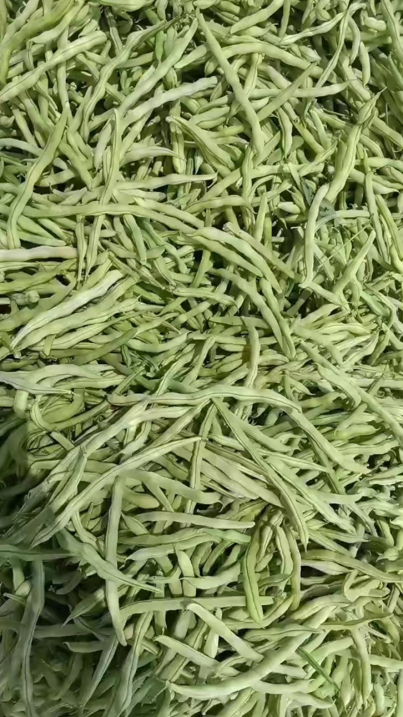 汉中精品白不老四季豆，产地直发，一条龙服务
