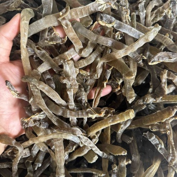 北海特产灰沙虫干沙虫无沙一手货源批发