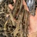 北海特产灰沙虫干沙虫无沙一手货源批发