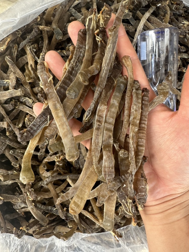 北海特产灰沙虫干沙虫无沙一手货源批发