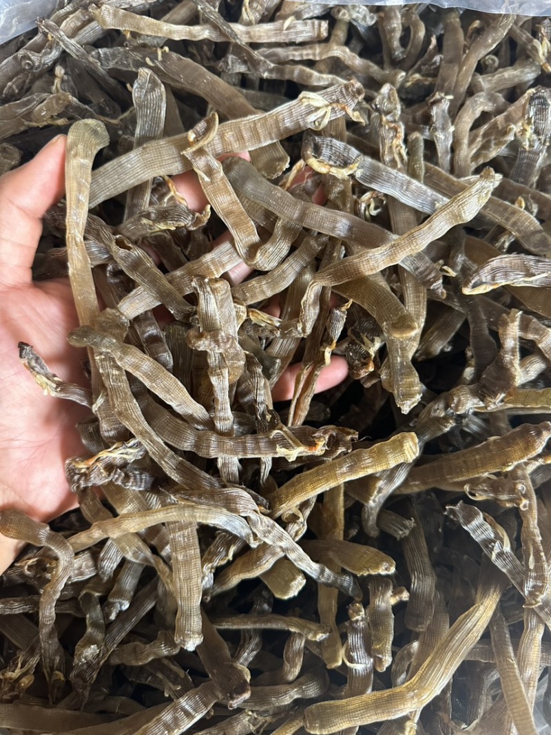 北海特产灰沙虫干沙虫无沙一手货源批发