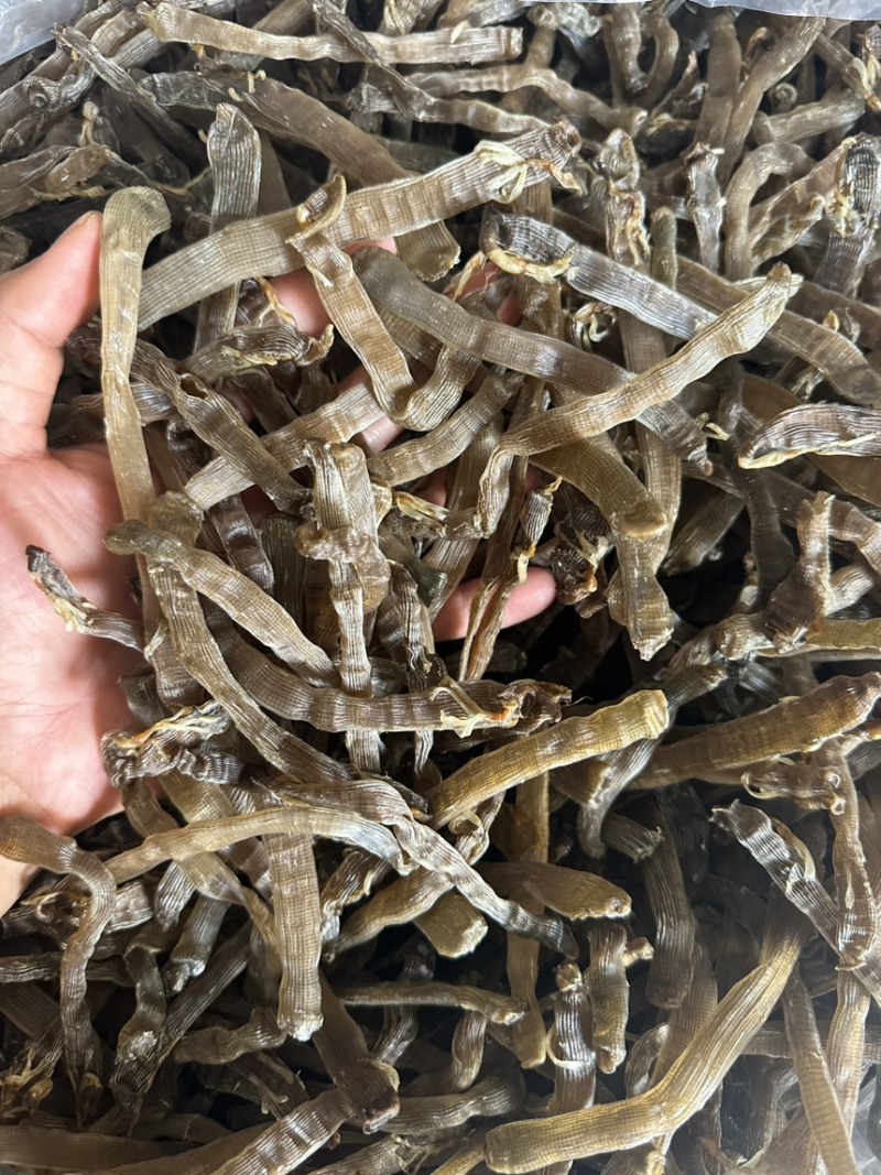 北海特产灰沙虫干沙虫无沙一手货源批发