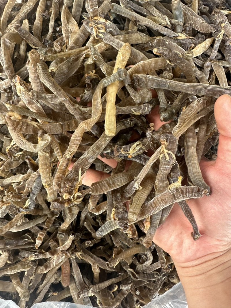 北海特产灰沙虫干沙虫无沙一手货源批发