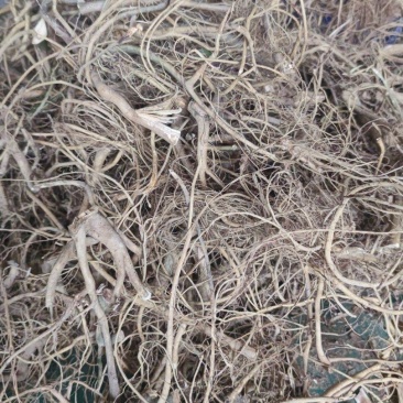 白花牛奶根