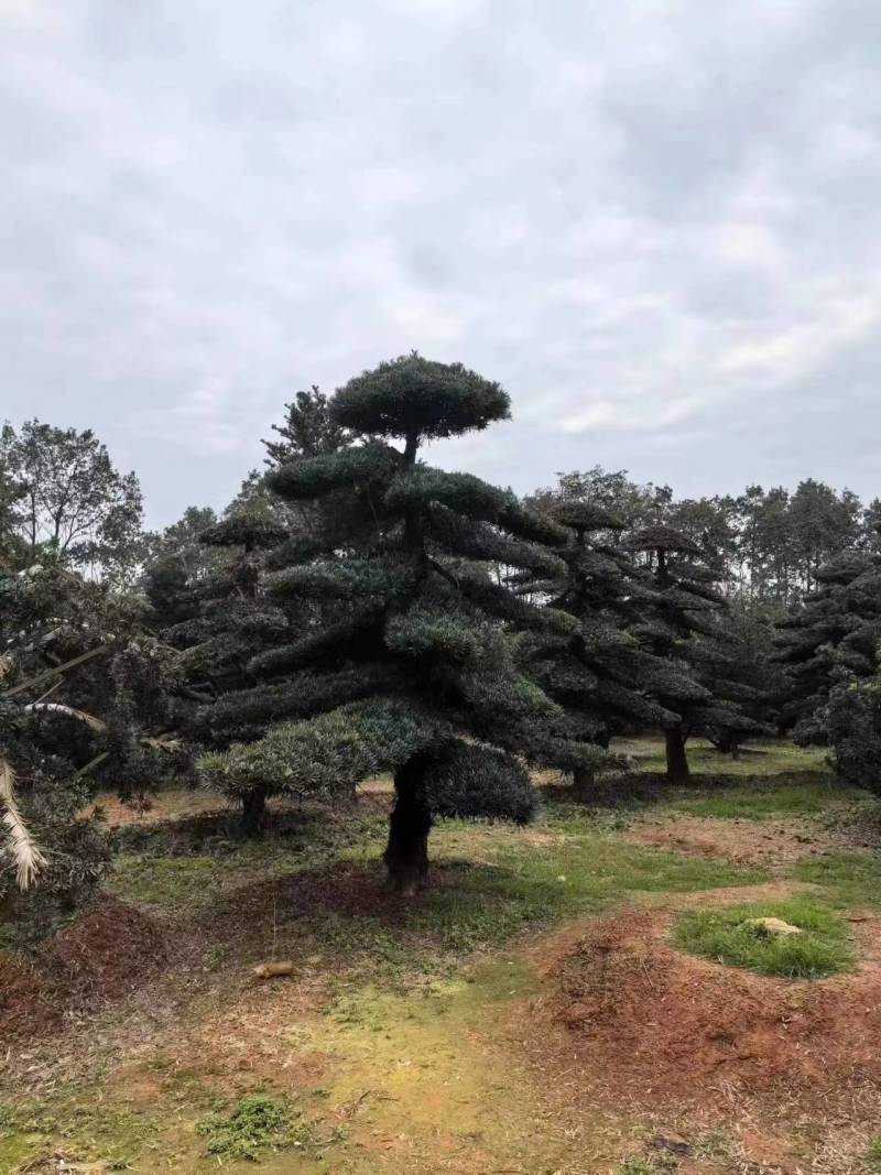 湖南精品造型罗汉松云片饱满树形优美规格齐全价格实惠批发