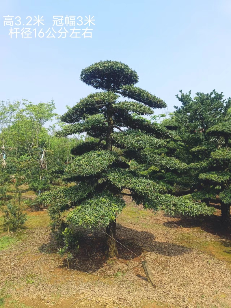 湖南精品造型罗汉松云片饱满树形优美规格齐全价格实惠批发