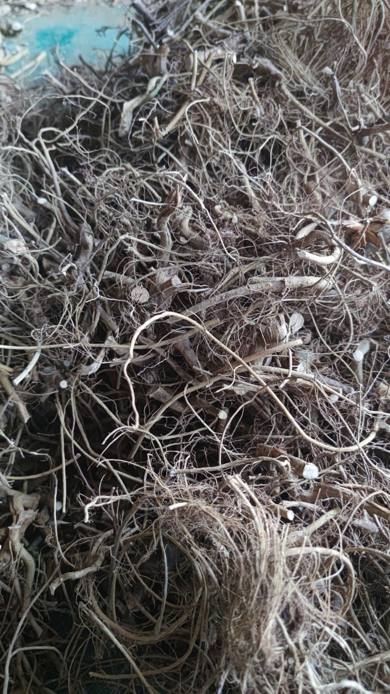 白花牛奶根