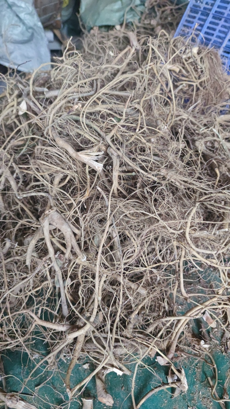 白花牛奶根