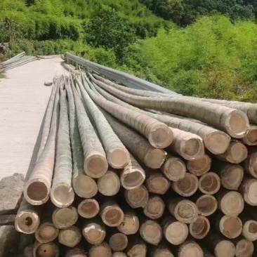大量14米到16米楠竹出售