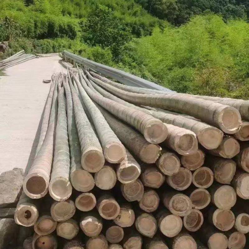 大量14米到16米楠竹出售