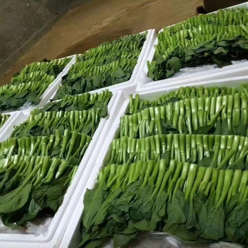 新鲜菜心菜苔青菜时令蔬菜农家自种现摘现发菜心