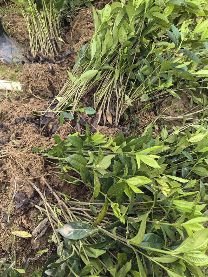 苗圃直供四季栀子花中叶栀子花苞多易成活好养护量大从优