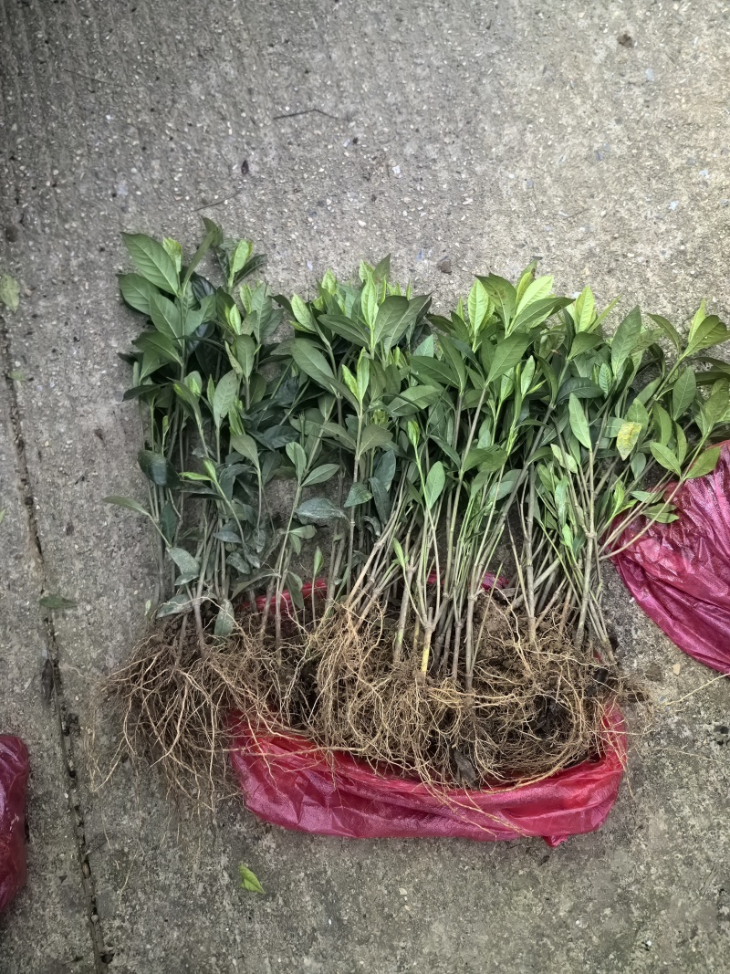 苗圃直供四季栀子花中叶栀子花苞多易成活好养护量大从优