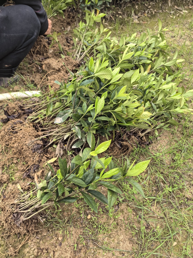 苗圃直供四季栀子花中叶栀子花苞多易成活好养护量大从优