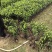 苗圃直供四季栀子花中叶栀子花苞多易成活好养护量大从优