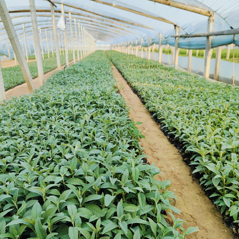醉鱼草小苗，醉鱼草杯苗，西部地区绿化工程苗批发