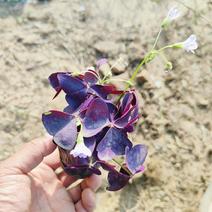 紫叶酢浆草，紫叶三叶草，紫叶炸浆草苗批发