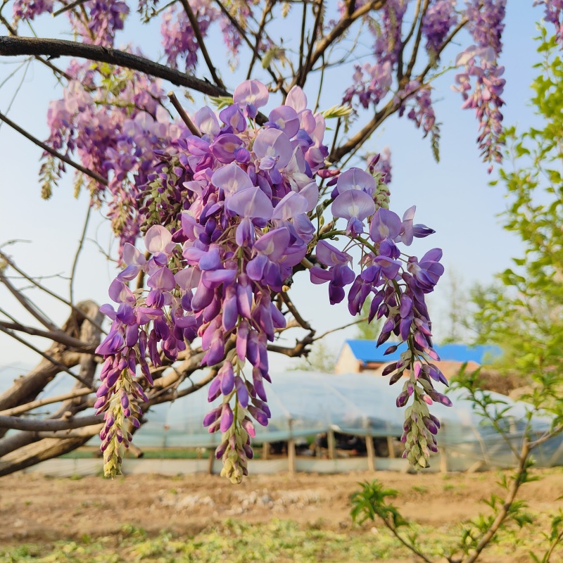 紫叶酢浆草，紫叶三叶草，紫叶炸浆草苗批发