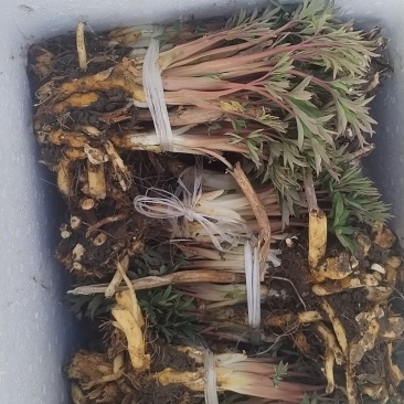 重瓣芍药，荷包牡丹花，