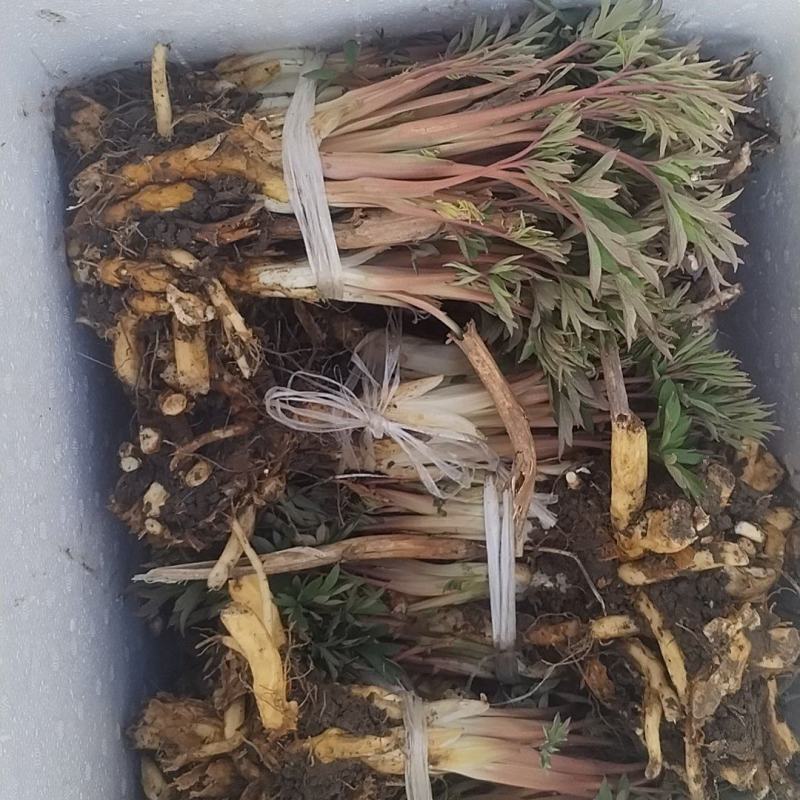 重瓣芍药，荷包牡丹花，