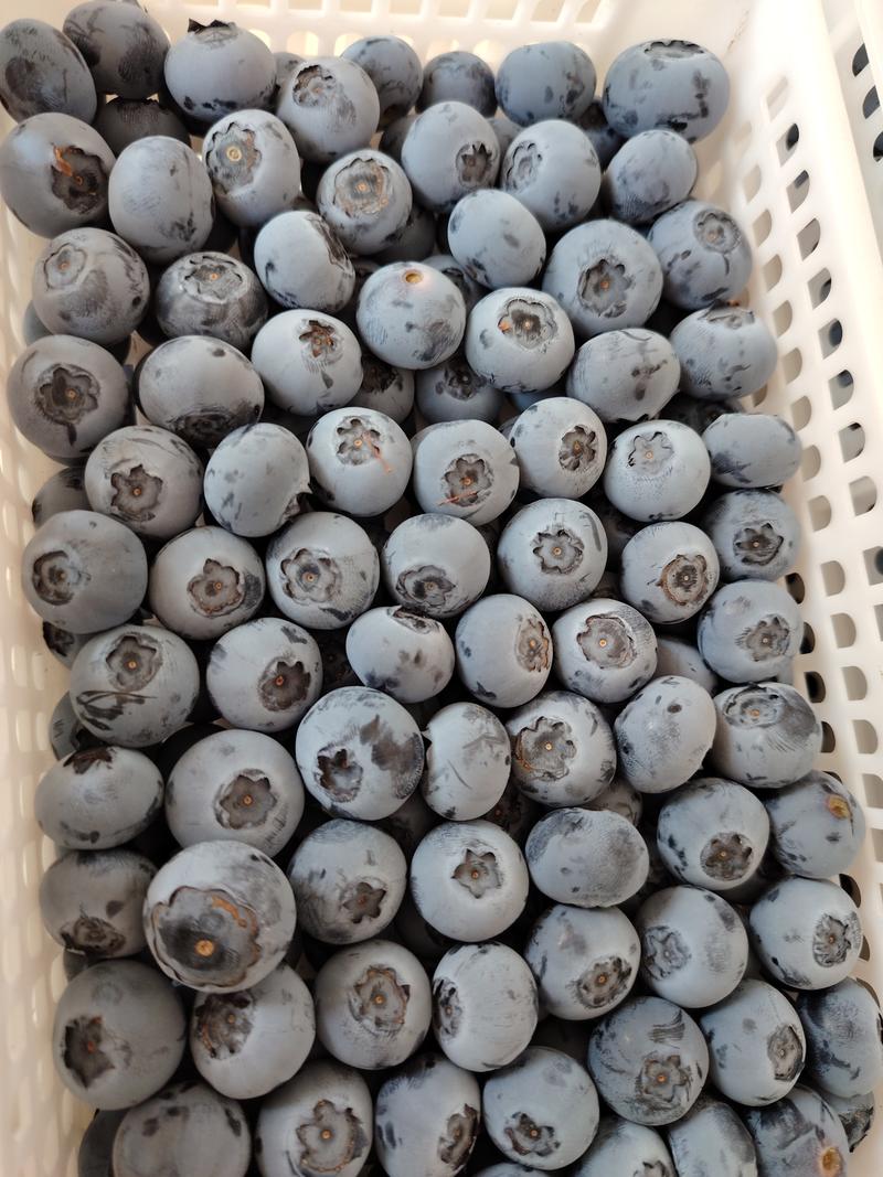 蓝莓便宜啦，便宜啦，大量大量了，F6，优瑞卡，绿宝石都有