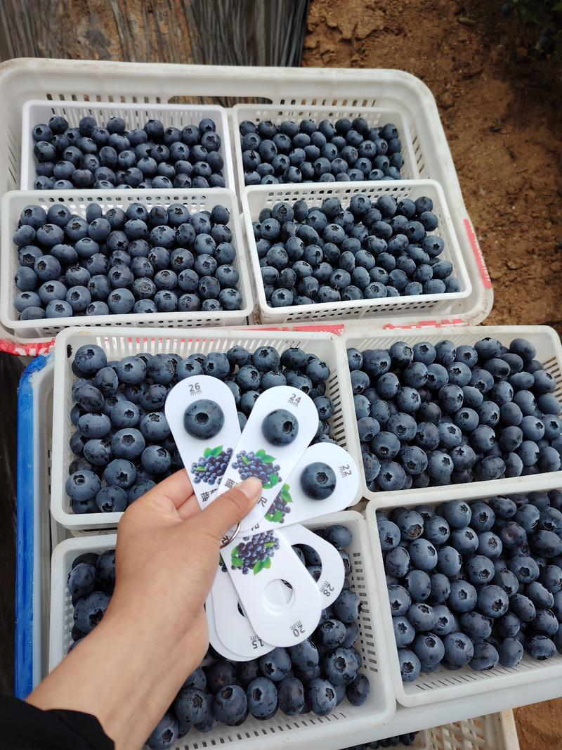 蓝莓便宜啦，便宜啦，大量大量了，F6，优瑞卡，绿宝石都有