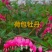 重瓣芍药，荷包牡丹花，