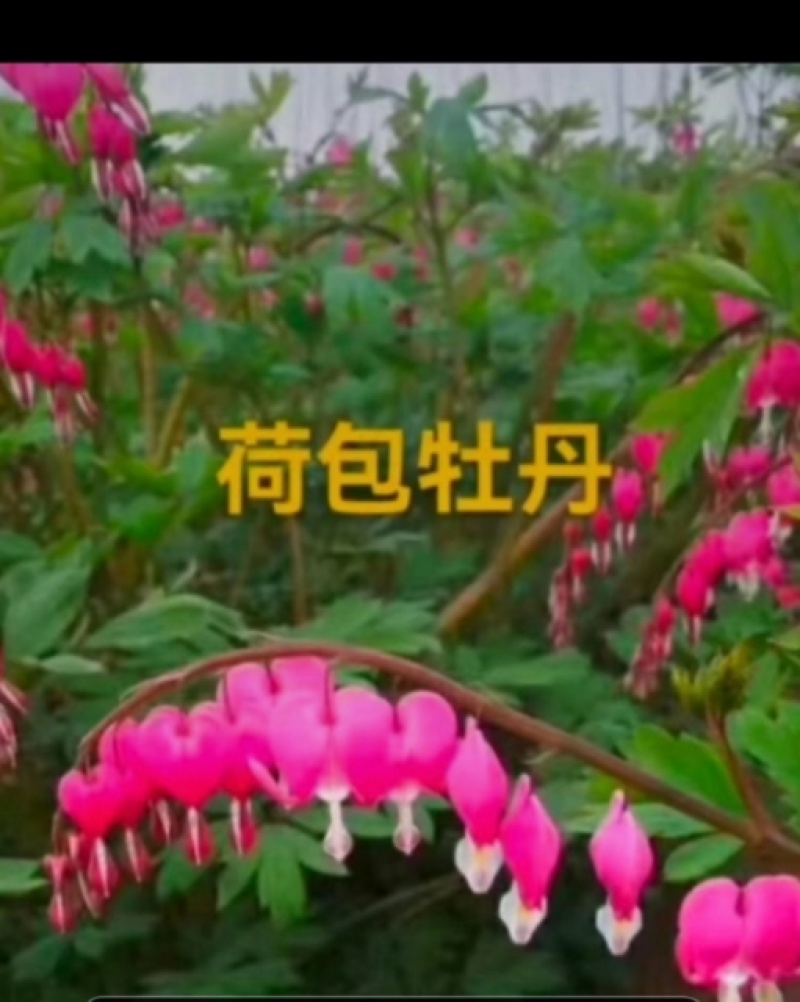 重瓣芍药，荷包牡丹花，