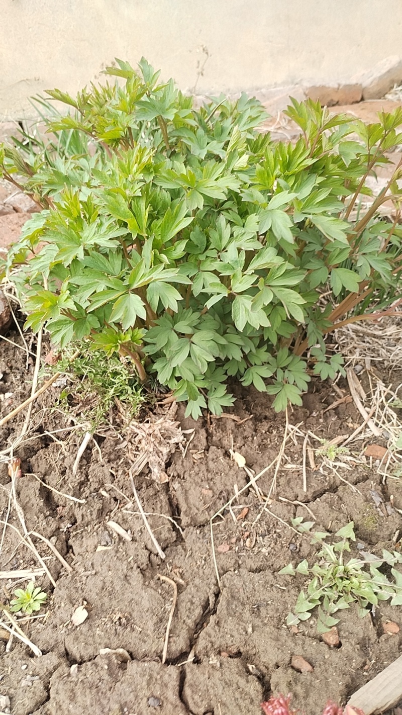 重瓣芍药，荷包牡丹花，