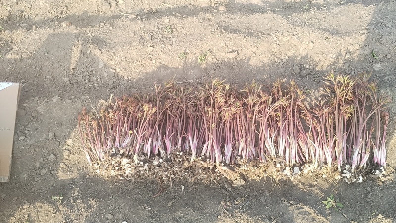 重瓣芍药，荷包牡丹花，