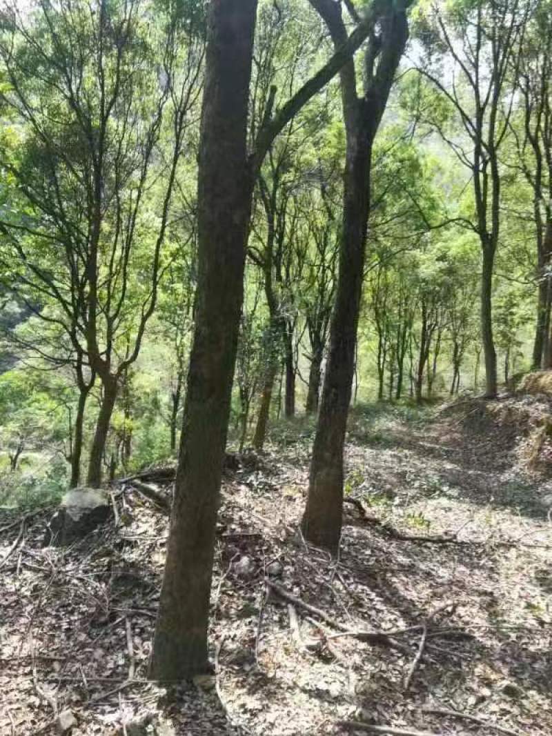 福建龙岩全冠樟树，大型绿化树，15公分以上，欢迎咨询采购