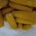 速冻糯玉米白糯玉米黄糯玉米，厂家供货，长期稳定大量供货！