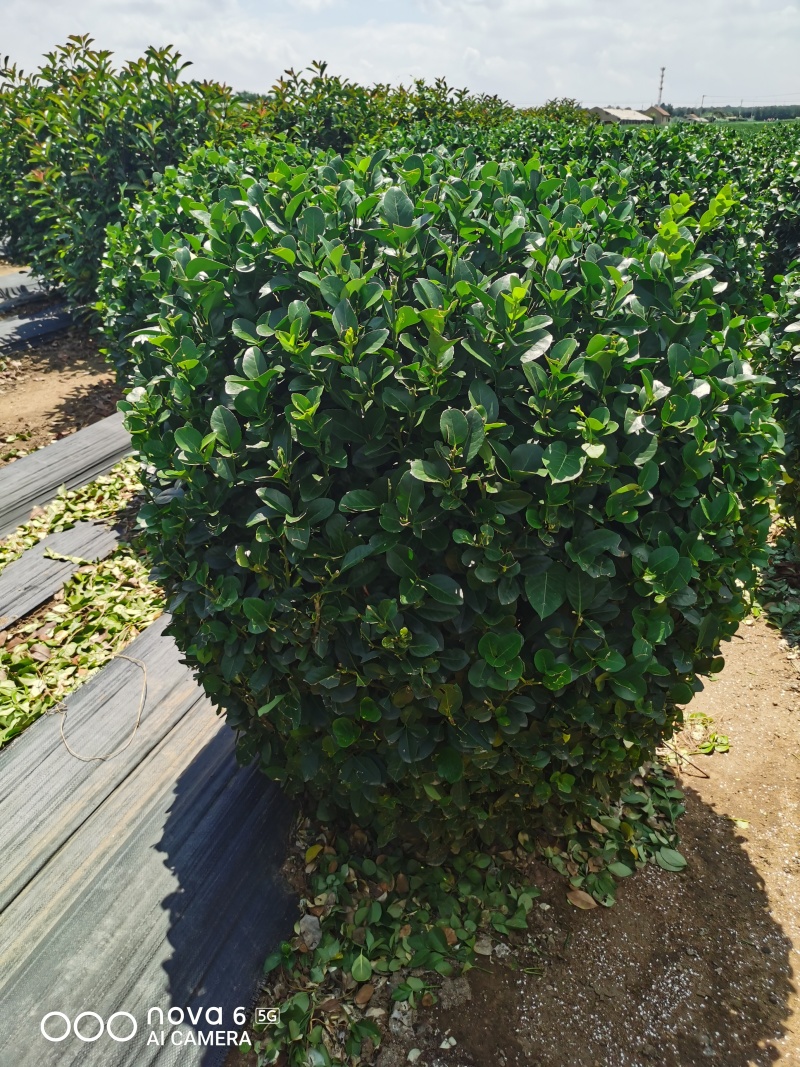 1.5米卫矛球
