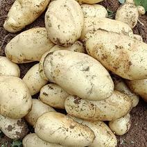 贵州300亩精品黄皮黄心土豆即将上市，欢迎老板采购