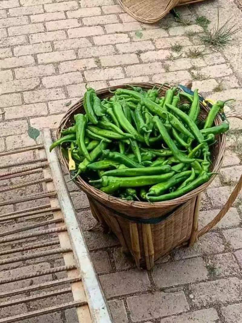 云南精品螺丝椒，陇椒，圆椒品种齐全，量大可对接全国各地