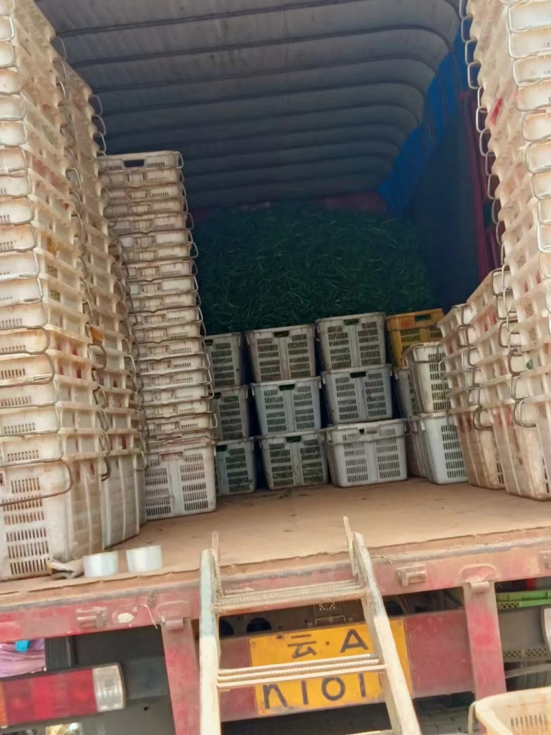 云南精品螺丝椒，陇椒，圆椒品种齐全，量大可对接全国各地