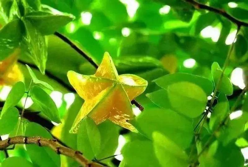 红杨桃/清甜可口