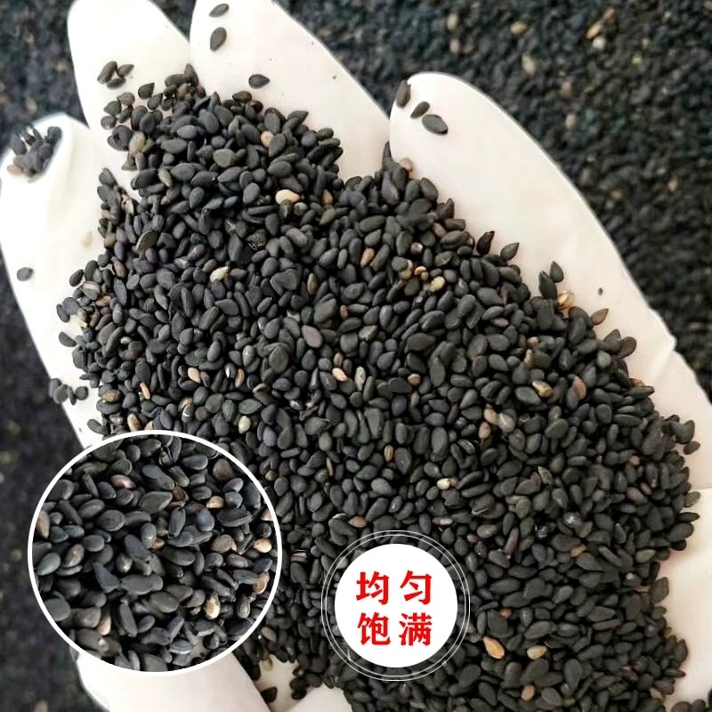 黑芝麻白芝麻糖芝麻酥厂家直销批发零售