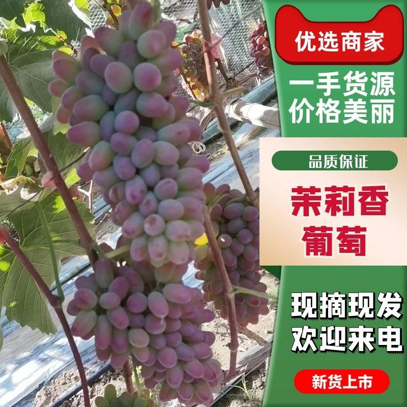 茉莉香葡萄果好产地直发，辽宁锦州市北镇市着色香，大量上市