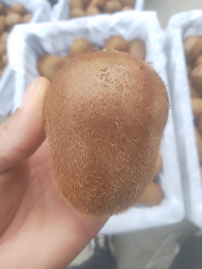 正宗陕西徐香猕猴桃即食削皮可吃，五一期间全部优惠价格全网
