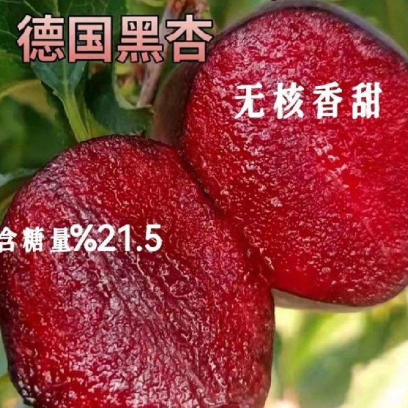 嫁接新品黑杏苗特大杏树树苗南方北方种植盆栽地栽果树苗