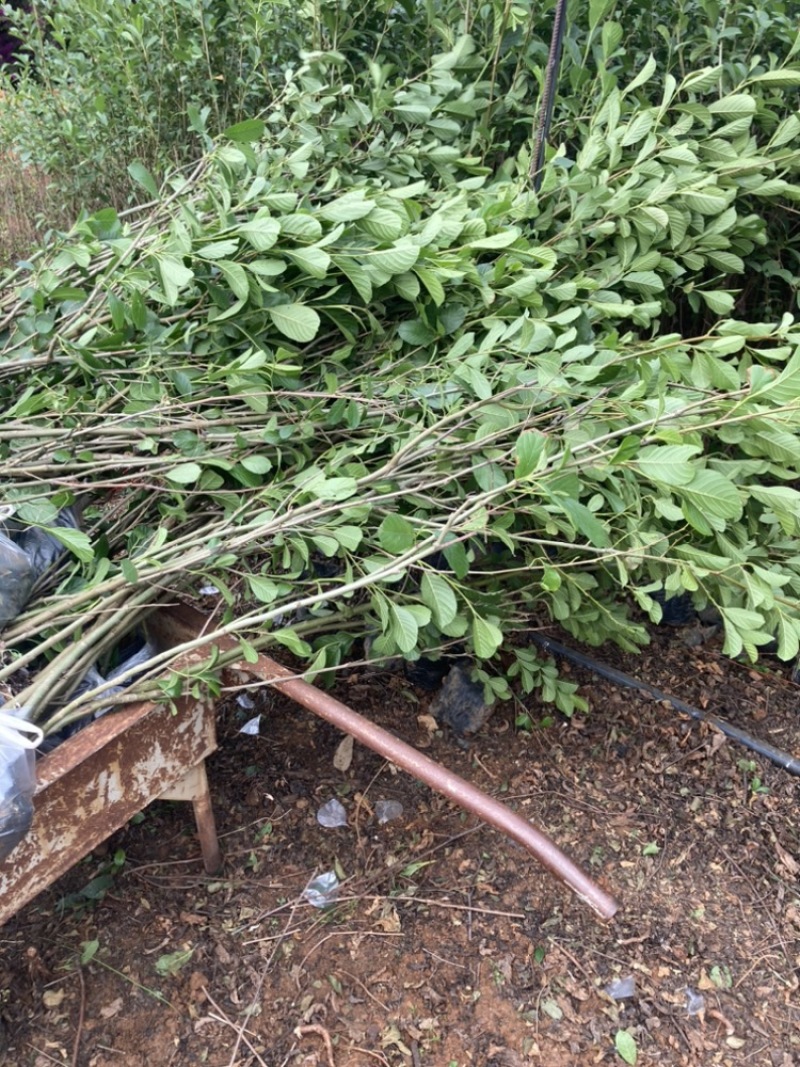 水冬瓜桤木基地直销大量供应精品好货量大从优