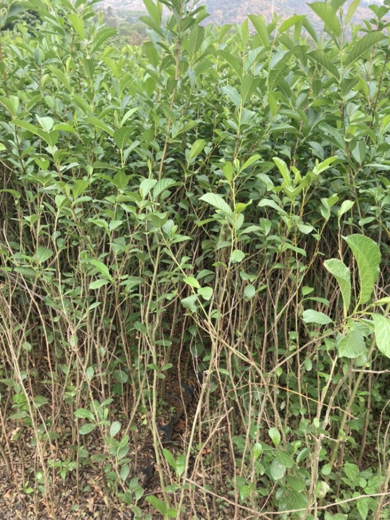 水冬瓜桤木基地直销大量供应精品好货量大从优