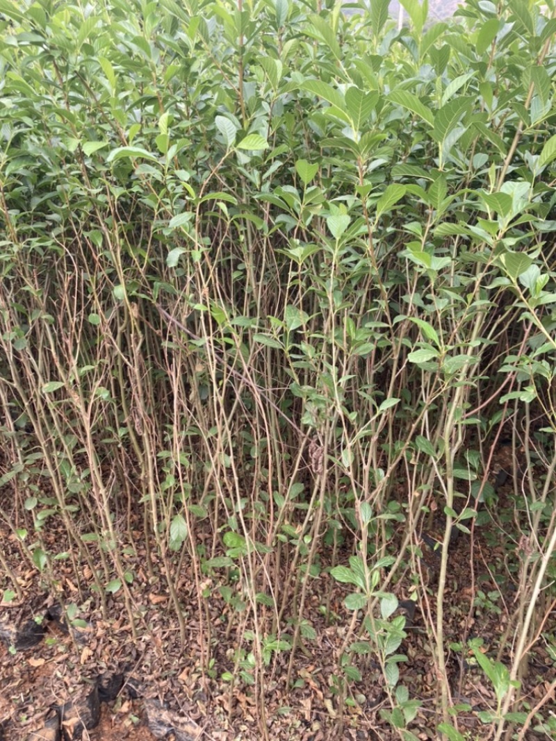 水冬瓜桤木基地直销大量供应精品好货量大从优