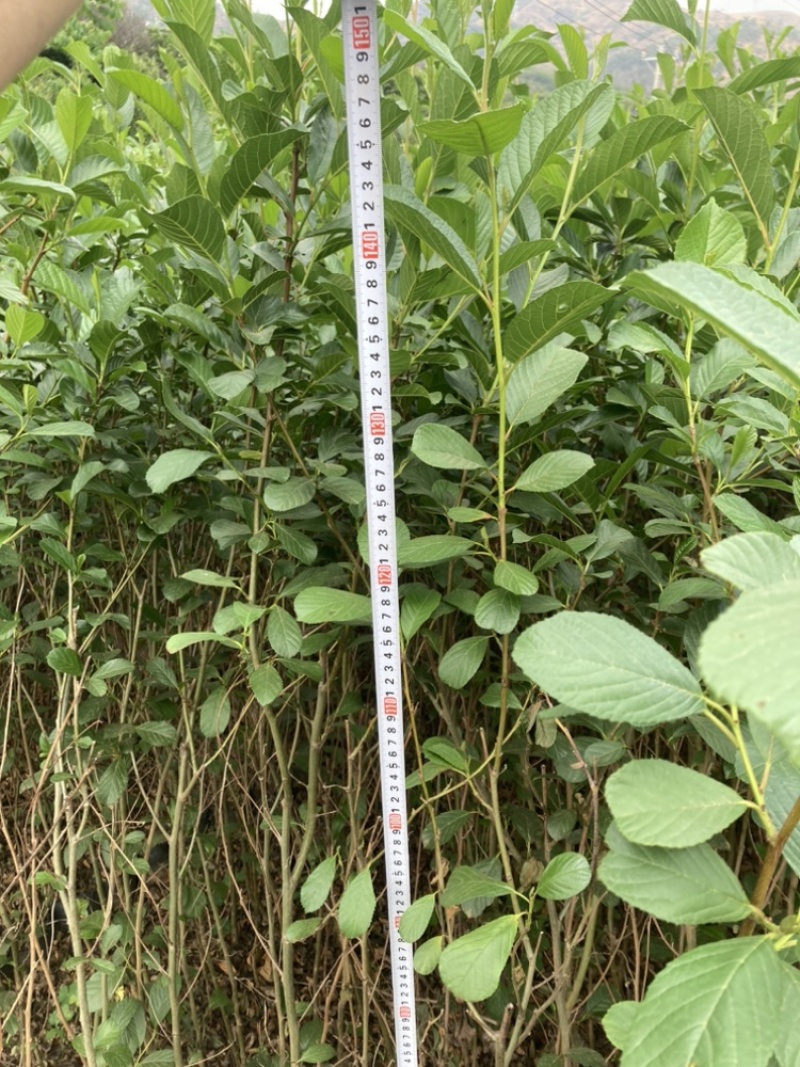 水冬瓜桤木基地直销大量供应精品好货量大从优