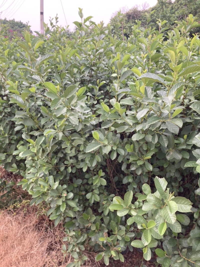 水冬瓜桤木基地直销大量供应精品好货量大从优