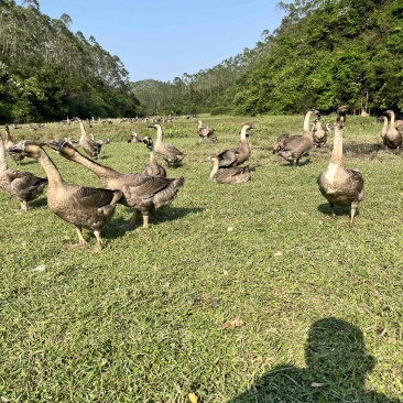 黑狮有兴趣可以联系