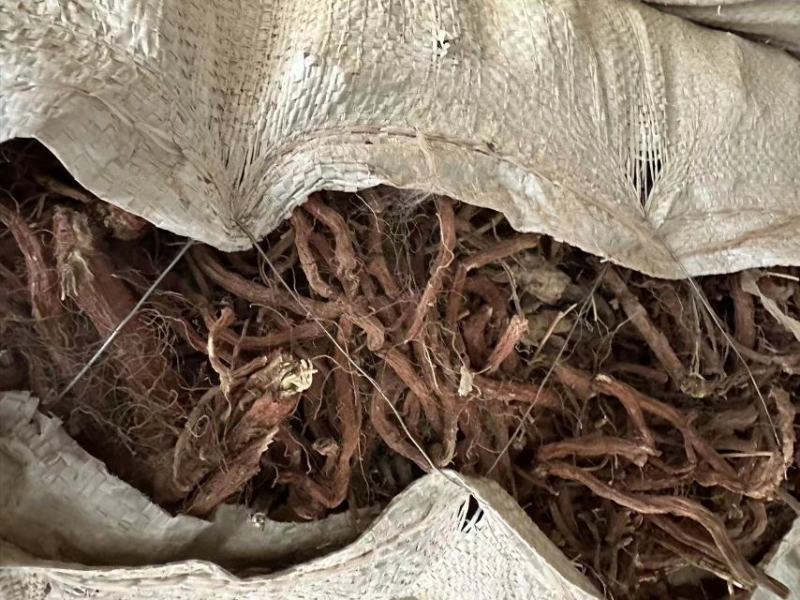 甘肃【精品】丹参大量供应，量大从优，价格美丽甘肃产地直发
