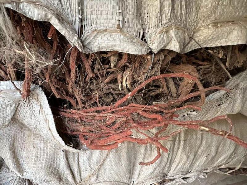 甘肃【精品】丹参大量供应，量大从优，价格美丽甘肃产地直发